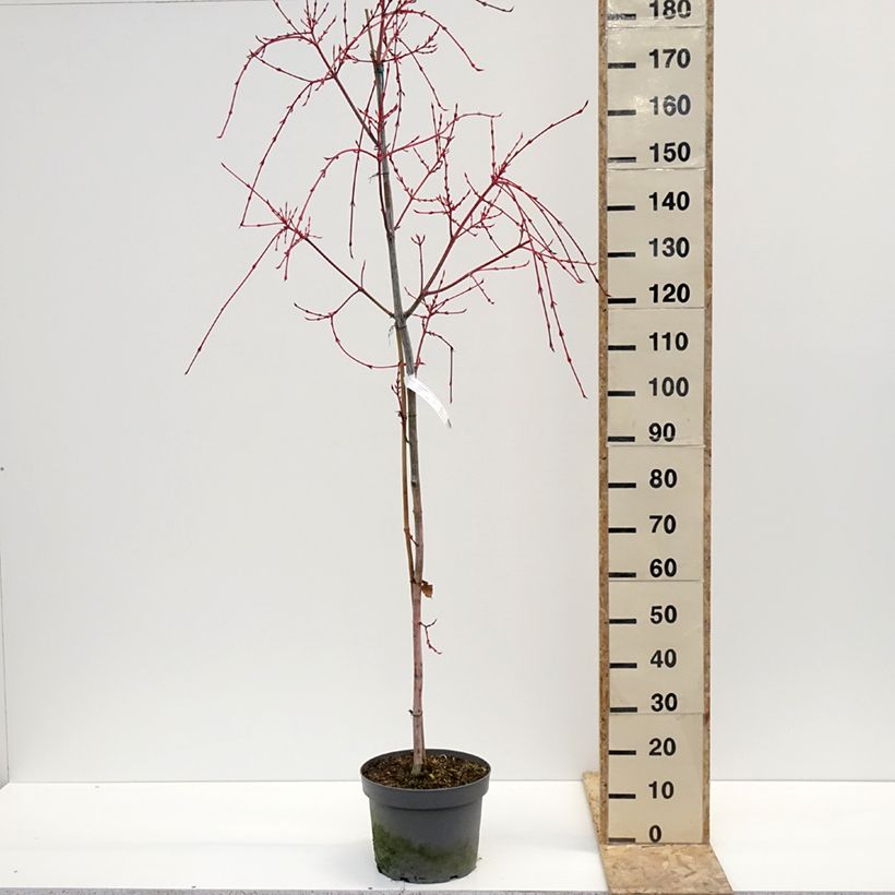 Example of Acer conspicuum Red Flamingo - Slangenhuidesdoorn Pot van 7,5 l/10 l as you get in hiver