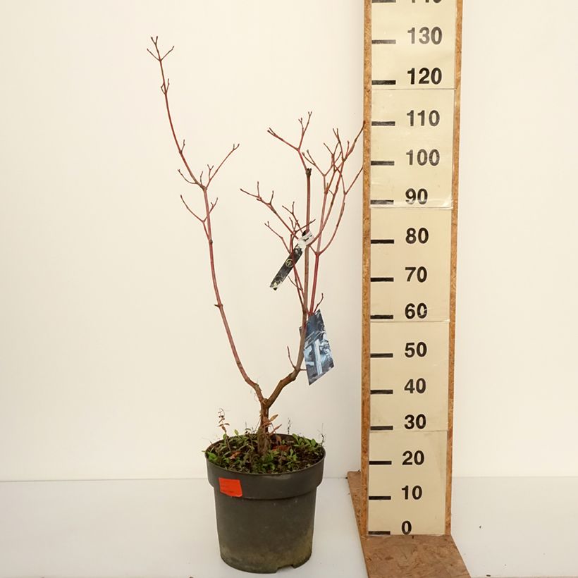 Exemplaar van Acer conspicuum Silver Vein - Slangenhuidesdoorn Pot van 12 l/15 l zoals geleverd in de herfst