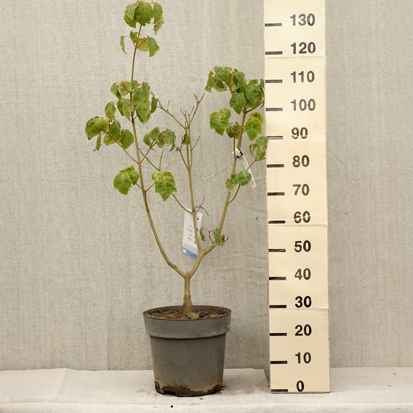 Exemplaar van Acer conspicuum Silver Vein - Slangenhuidesdoorn Pot van 12 l/15 l zoals geleverd in de zomer