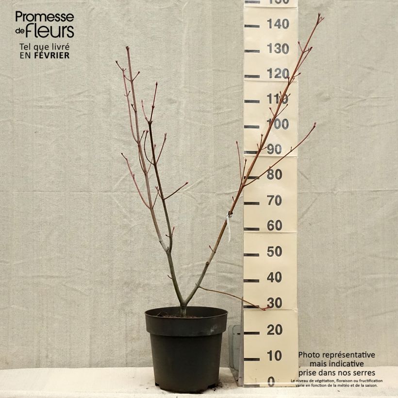 Example of Acer conspicuum Silver Vein - Erable à peau de serpent Pot van 12 l/15 l as you get in hiver