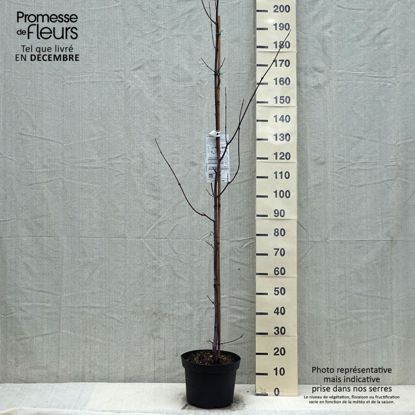 Example of Acer davidii - Érable à peau de serpent Pot van 7,5 l/10 l as you get in hiver