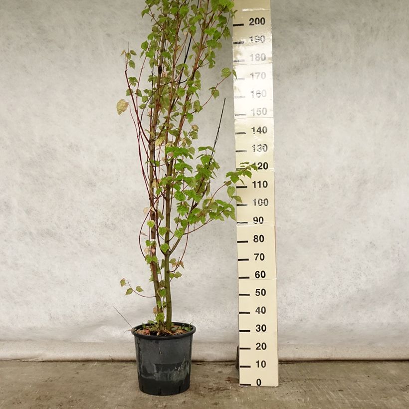 Exemplaar van Acer davidii - Chinese esdoorn Pot van 20 l/25 l zoals geleverd in de zomer