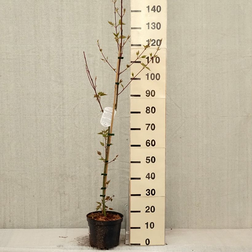 Exemplaar van Acer davidii - Chinese esdoorn Pot van 4 l/5 l zoals geleverd in de lente