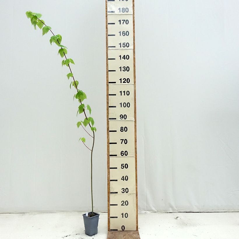 Exemplaar van Acer davidii - Chinese esdoorn Pot van 12 cm / 13 cm, Kroonhoogte zoals geleverd in de lente