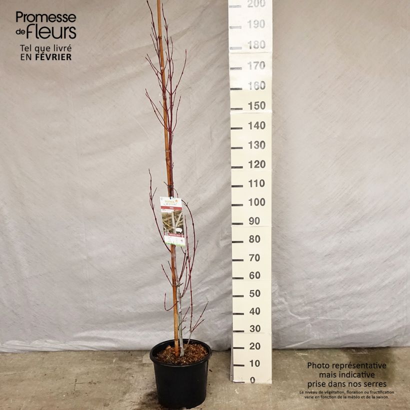 Example of Acer davidii Viper - Érable de David Pot van 12 l/15 l as you get in hiver