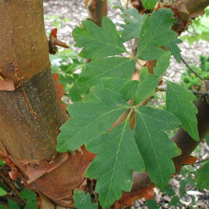 Acer griseum - papieresdoorn (Foliage)