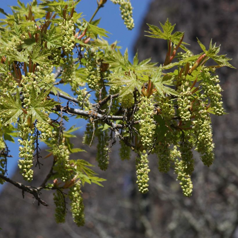 Acer macrophyllum - Grootbladige esdoorn (Flowering)