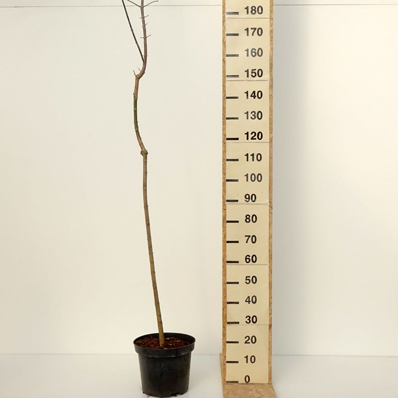 Example of Acer negundo Auratum - Erable à feuilles de frêne doré Pot van 7,5 l/10 l as you get in hiver