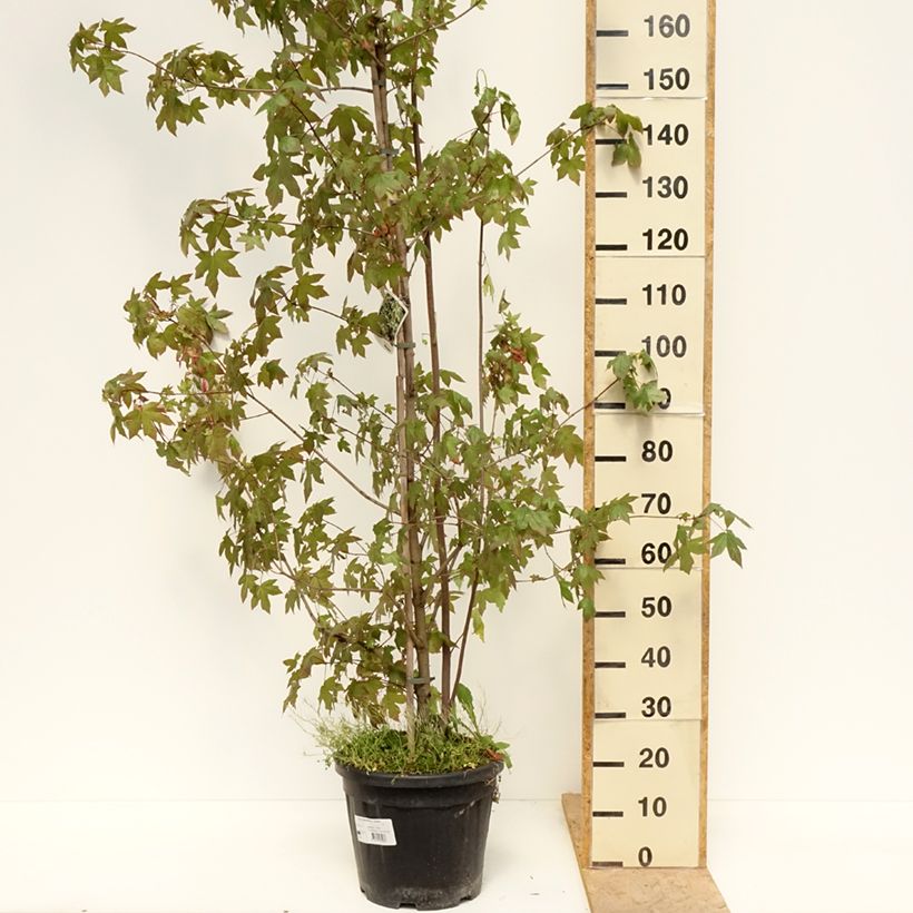 Exemplaar van Acer negundo Auratum - Vederesdoorn Pot van 7,5 l/10 l, Stengel zoals geleverd in de lente