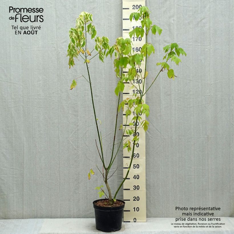 Exemplaar van Acer negundo Aureomarginatum - Vederesdoorn Pot van 7,5 l/10 l zoals geleverd in de zomer