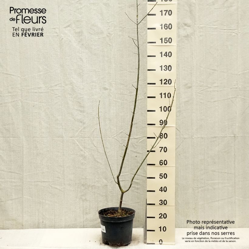 Example of Acer negundo Aureomarginatum - Érable à feuille de frêne Pot van 7,5 l/10 l as you get in hiver