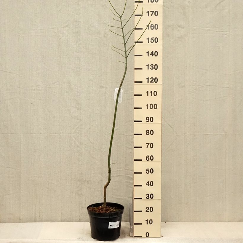 Exemplaar van Acer negundo Aureomarginatum - Vederesdoorn Pot van 7,5 l/10 l zoals geleverd in de lente