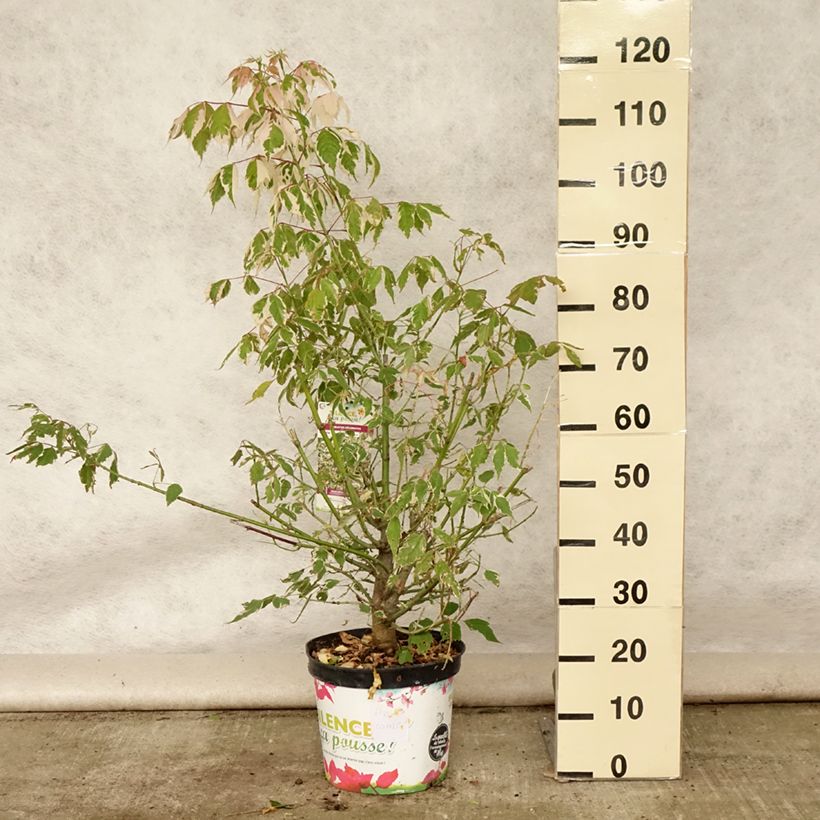 Exemplaar van Acer negundo Flamingo - Vederesdoorn Pot van 7,5 l/10 l zoals geleverd in de zomer