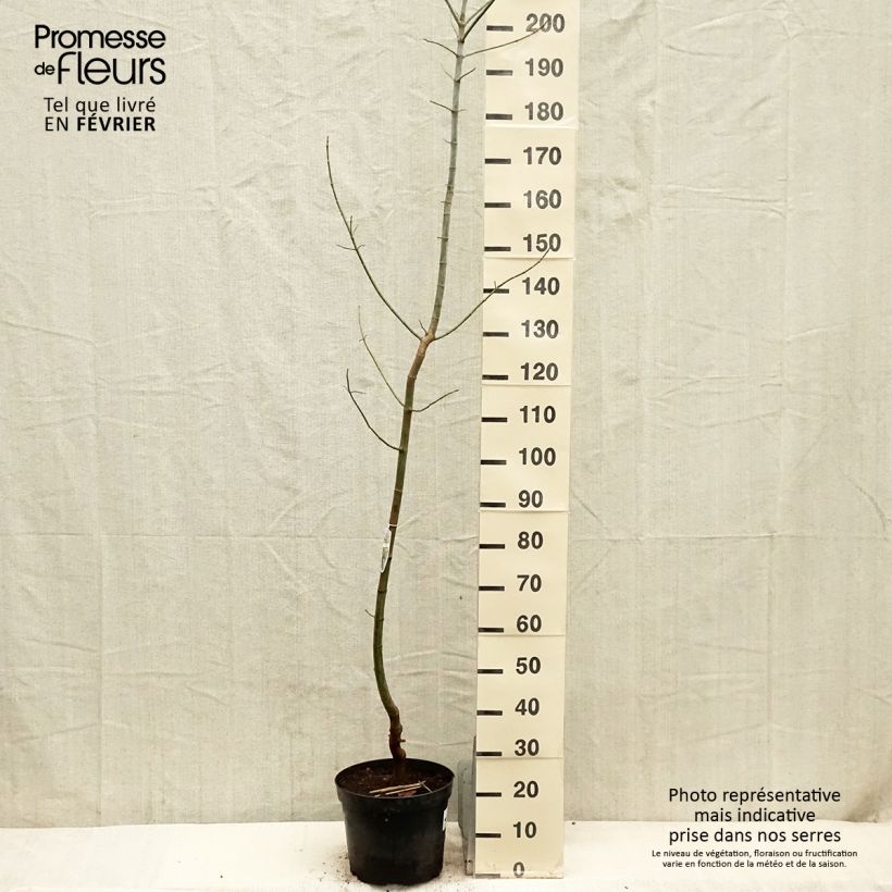 Example of Acer negundo Variegatum - Érable à feuille de frêne panaché Pot van 7,5 l/10 l as you get in hiver