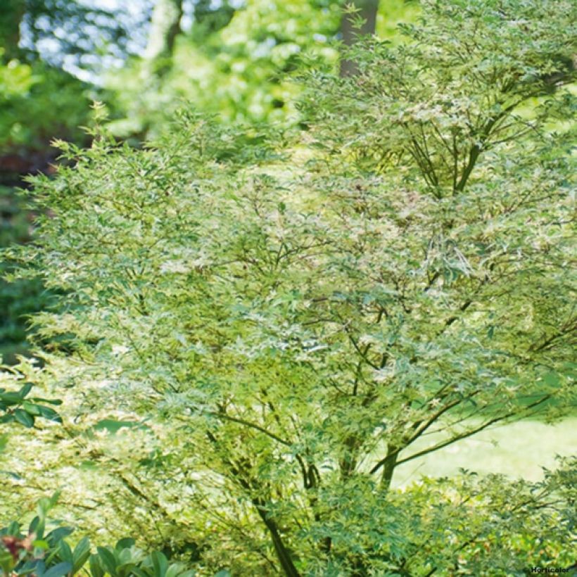 Acer palmatum Butterfly - Japanse esdoorn (Plant habit)
