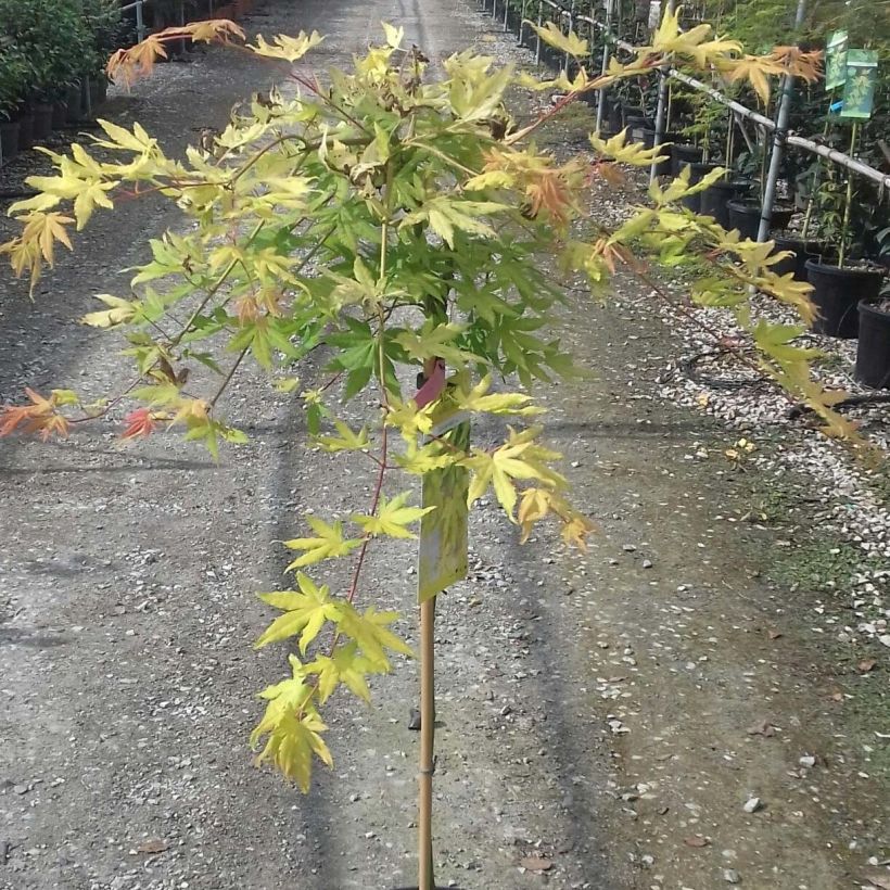 Acer palmatum Cascade Gold - Japanse esdoorn (Foliage)