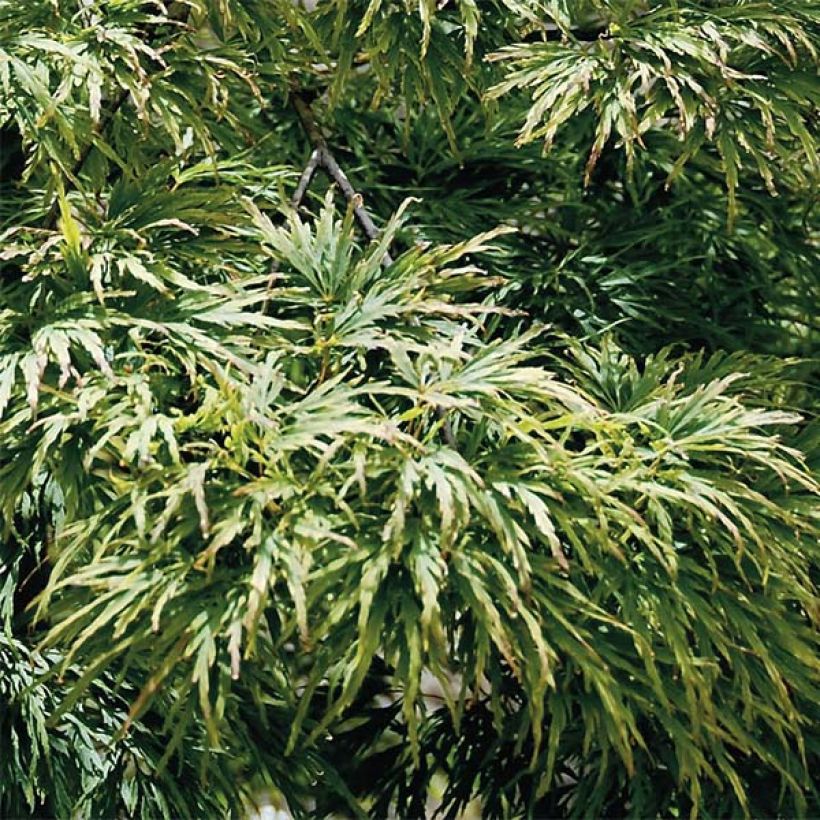 Acer palmatum Dissectum - Japanse esdoorn (Blad)