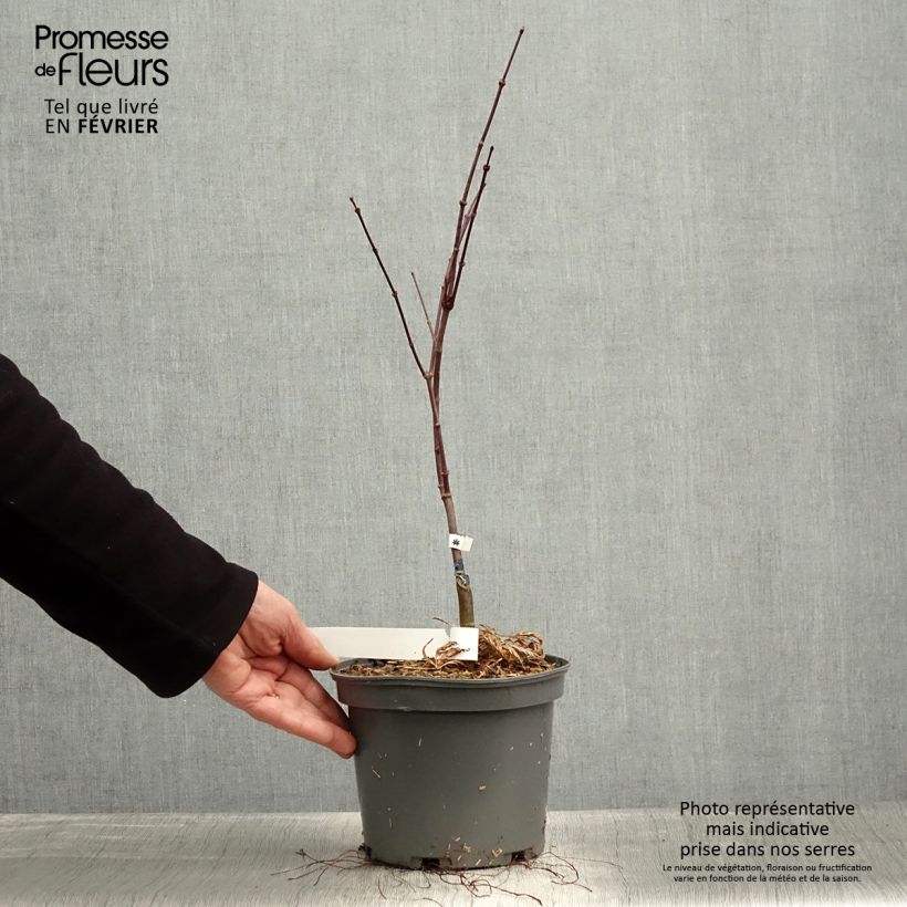 Example of Acer palmatum Dissectum Atropurpureum - Érable du Japon Pot van 3 l/4 l as you get in hiver