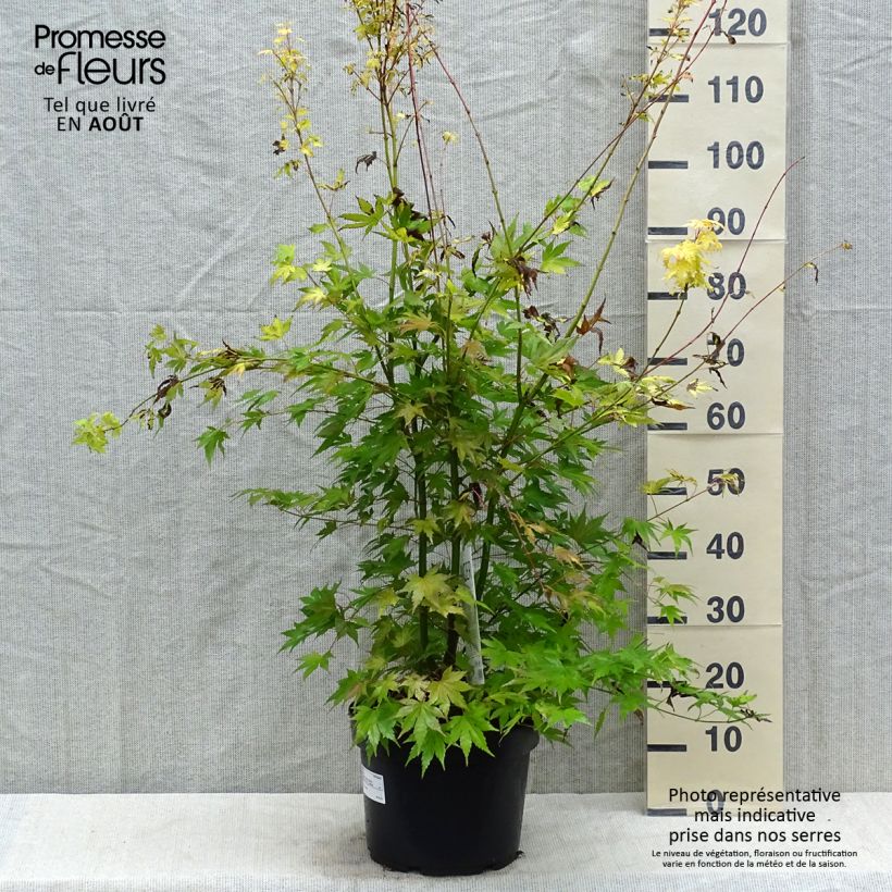 Exemplaar van Acer palmatum Orange Dream - Japanse esdoorn Pot van 7,5 l/10 l zoals geleverd in de zomer
