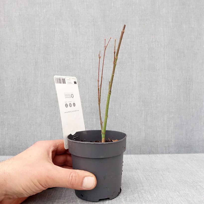 Example of Acer palmatum Orange Dream - Japanse esdoorn Kweekpotje van 8/9 cm as you get in hiver