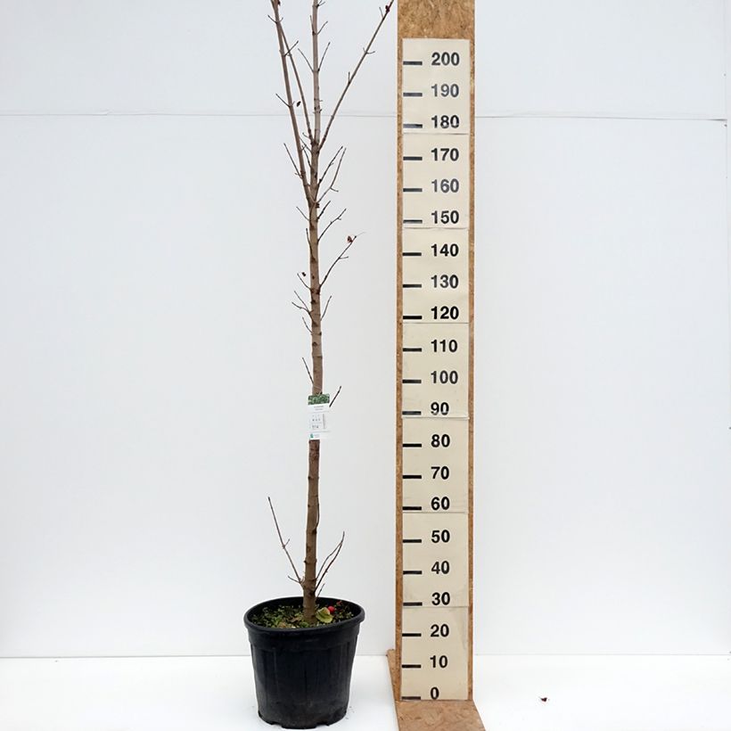 Exemplaar van Acer platanoides Columnare - Zuil esdoorn Pot van 20 l/25 l, Stengel zoals geleverd in de herfst