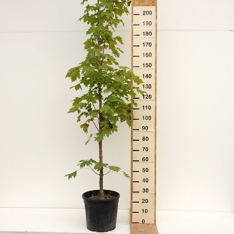 Exemplaar van Acer platanoides Columnare - Zuil esdoorn Pot van 20 l/25 l, Stengel zoals geleverd in de zomer