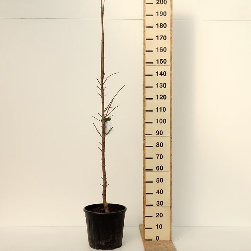 Example of Acer platanoides Columnare - Érable plane Pot van 20 l/25 l as you get in hiver