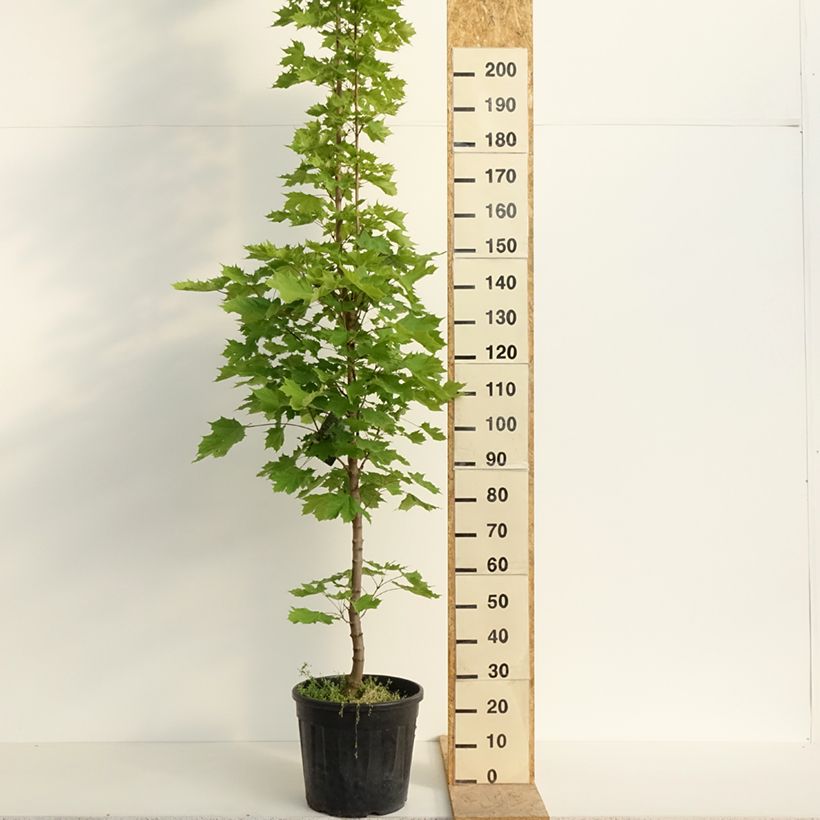 Exemplaar van Acer platanoides Columnare - Zuil esdoorn Pot van 20 l/25 l, Stengel zoals geleverd in de lente