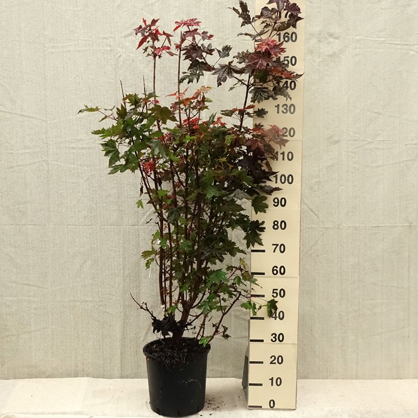Exemplaar van Acer platanoides Crimson Sentry - Noorse esdoorn Pot van 12 l/15 l zoals geleverd in de zomer