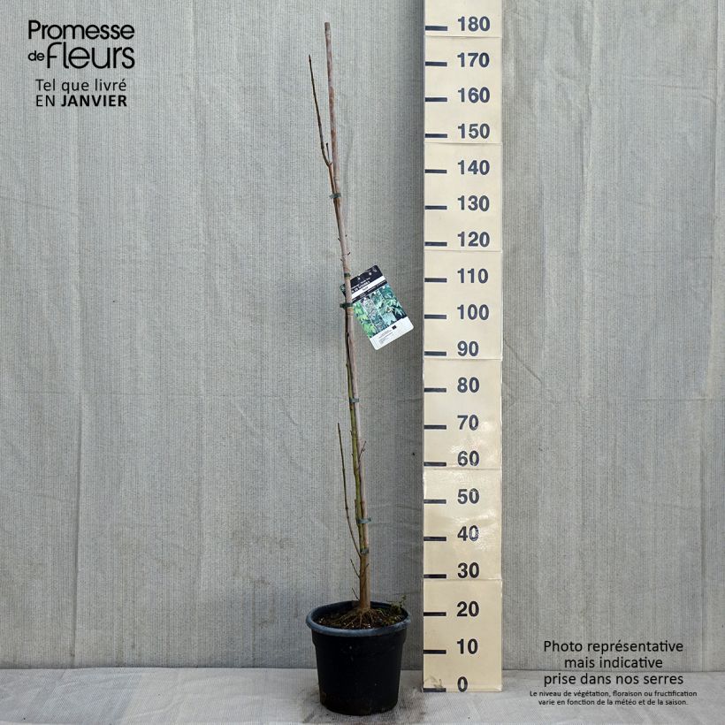 Example of Acer platanoides - Érable plane Pot van 7,5 l/10 l as you get in hiver