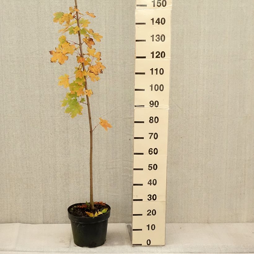 Exemplaar van Acer platanoides - Noordse esdoorn Pot van 7,5 l/10 l zoals geleverd in de herfst