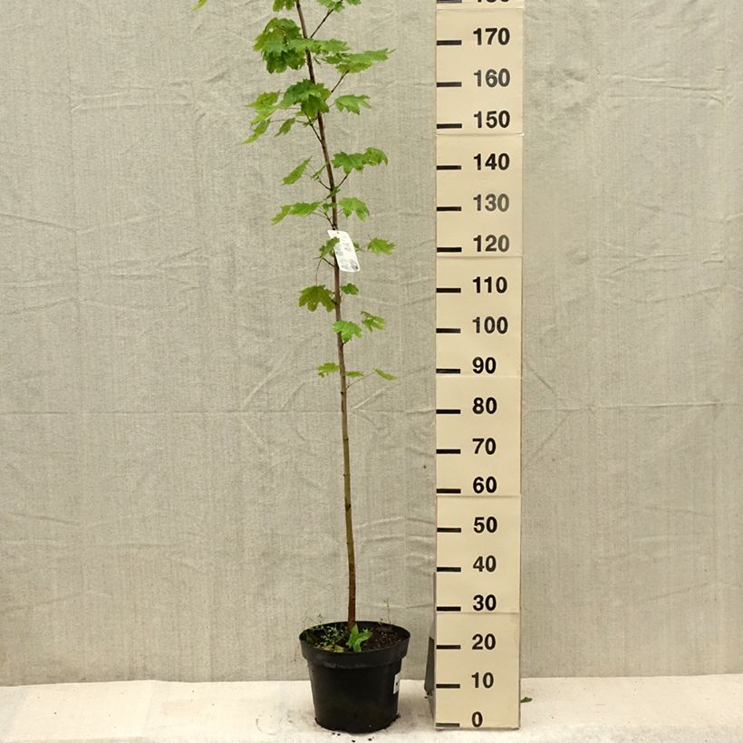 Exemplaar van Acer platanoides - Érable plane Pot de 7,5L/10L zoals geleverd in de zomer