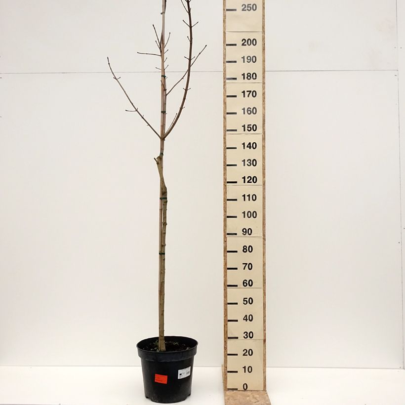Example of Acer platanoides Maculatum - Erable plane Pot van 12 l/15 l as you get in hiver