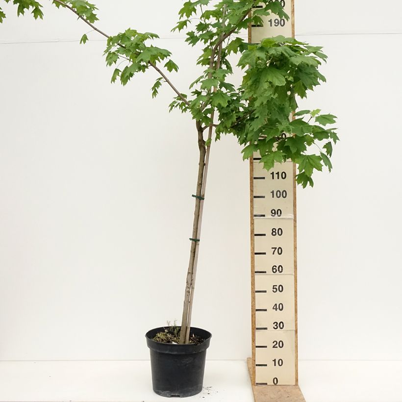 Exemplaar van Acer platanoides Maculatum - Bontbladige Noorse esdoorn Pot van 12 l/15 l, Stengel zoals geleverd in de lente