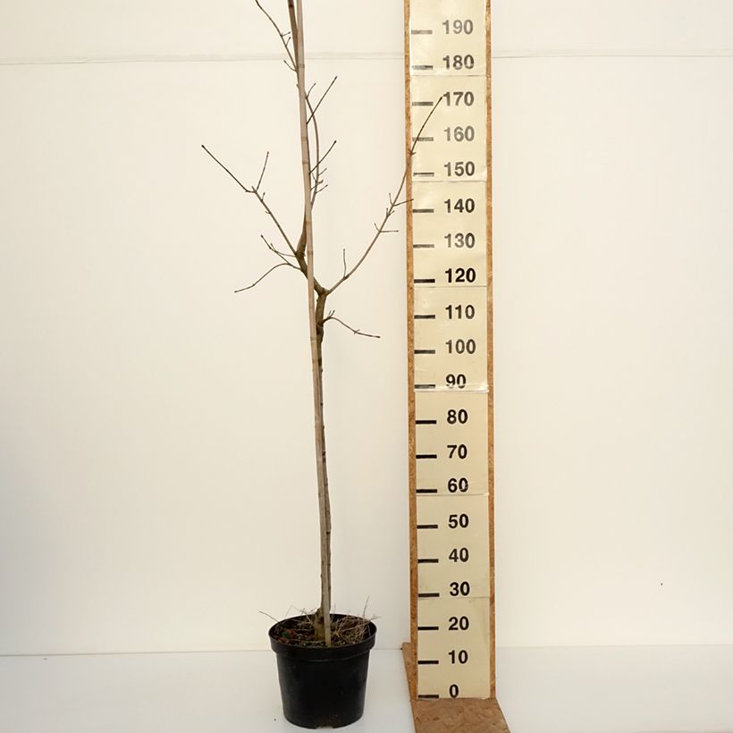 Exemplaar van Acer platanoides Maculatum - Bontbladige Noorse esdoorn Pot van 18 l/20 l, Stengel zoals geleverd in de herfst