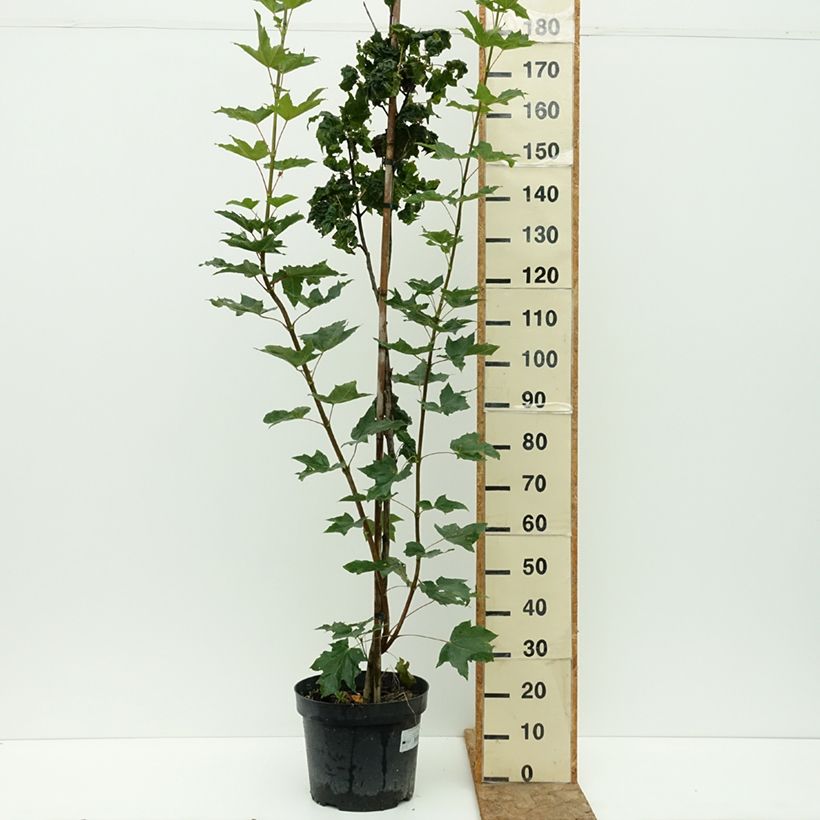 Exemplaar van Acer platanoides Marylka - Noorse esdoorn Pot van 12 l/15 l, Stengel zoals geleverd in de zomer