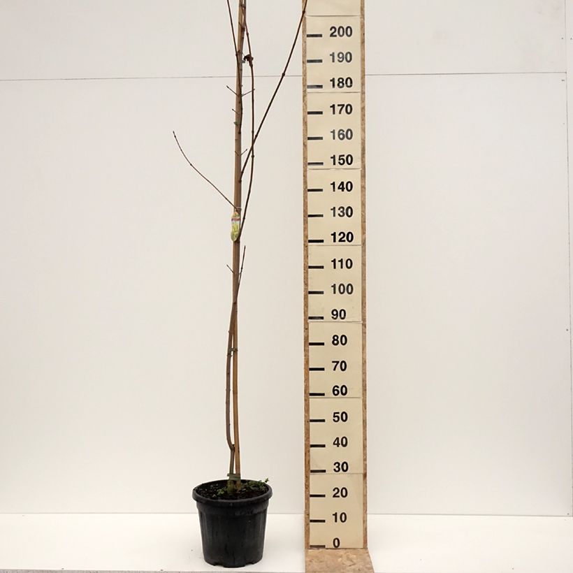 Example of Acer platanoides Princeton Gold - Erable plane Pot van 20 l/25 l as you get in hiver