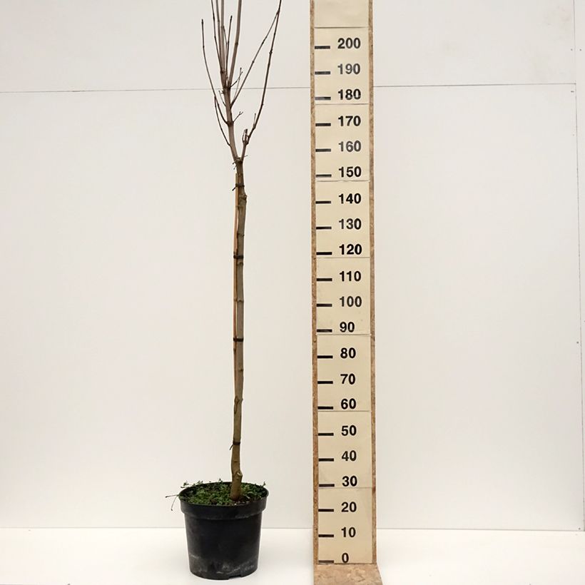 Example of Acer platanoides Stollii - Erable plane Pot van 20 l/25 l as you get in hiver