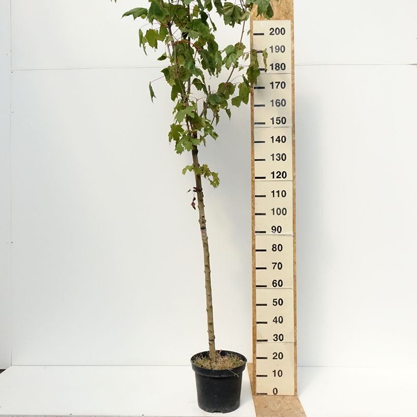 Exemplaar van Acer platanoides Stollii - Noorse esdoorn Pot van 20 l/25 l, Stengel zoals geleverd in de zomer