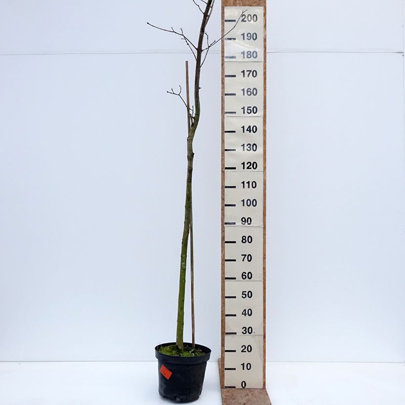 Exemplaar van Acer platanoides Tharandt - Noorse esdoorn Pot van 12 l/15 l, Stengel zoals geleverd in de winter