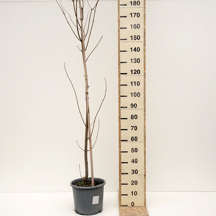 Example of Acer rubrum Armstrong - Érable rouge Pot van 12 l/15 l as you get in hiver