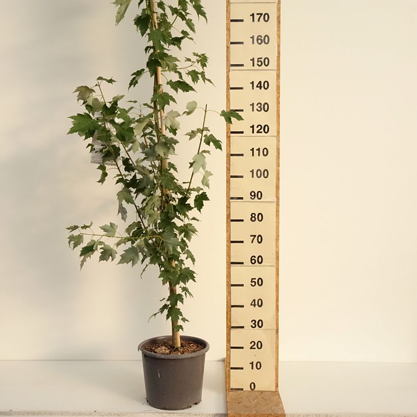 Exemplaar van Acer rubrum Armstrong - Freemans esdoorn Pot van 12 l/15 l, Kroonhoogte zoals geleverd in de zomer