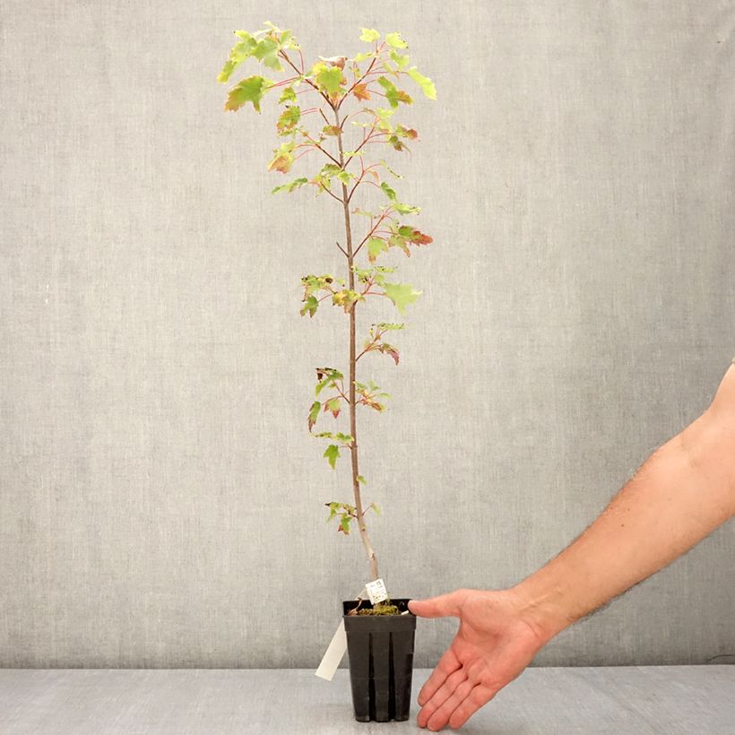 Exemplaar van Acer rubrum Armstrong Gold - Rode esdoorn Pot van 1 l/1,5 l zoals geleverd in de zomer