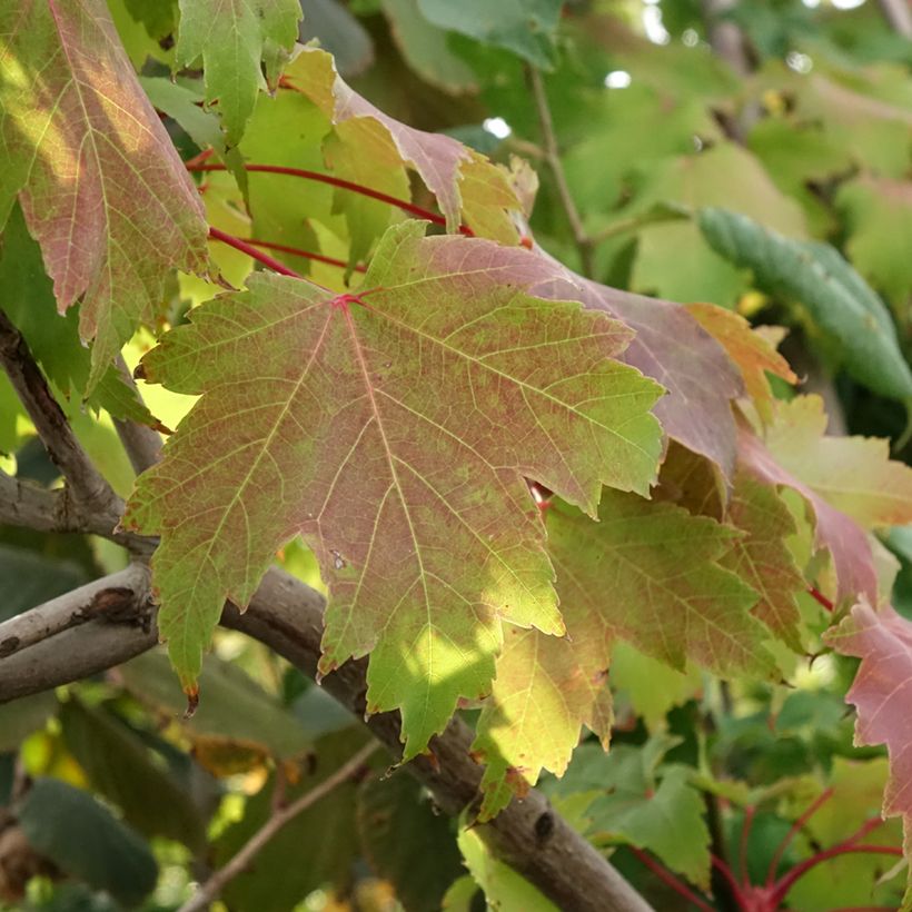 Acer rubrum Sekka - Rode esdoorn (Blad)