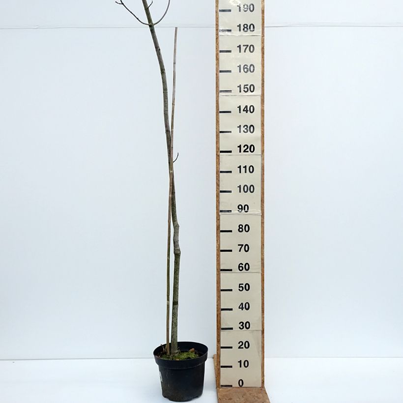 Exemplaar van Acer rubrum Sekka - Rode esdoorn Pot van 4 l/5 l zoals geleverd in de herfst