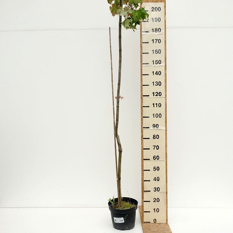 Exemplaar van Acer rubrum Sekka - Rode esdoorn Pot van 4 l/5 l zoals geleverd in de zomer