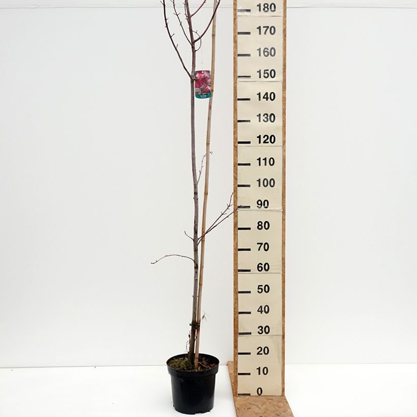 Exemplaar van Acer rubrum Somerset - rode esdoorn Pot van 7,5 l/10 l zoals geleverd in de herfst