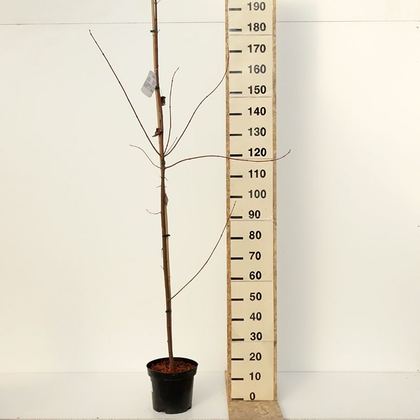 Example of Acer rubrum Somerset - Erable rouge Pot van 7,5 l/10 l as you get in hiver