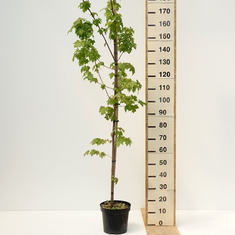 Exemplaar van Acer rubrum Somerset - rode esdoorn Pot van 7,5 l/10 l zoals geleverd in de lente