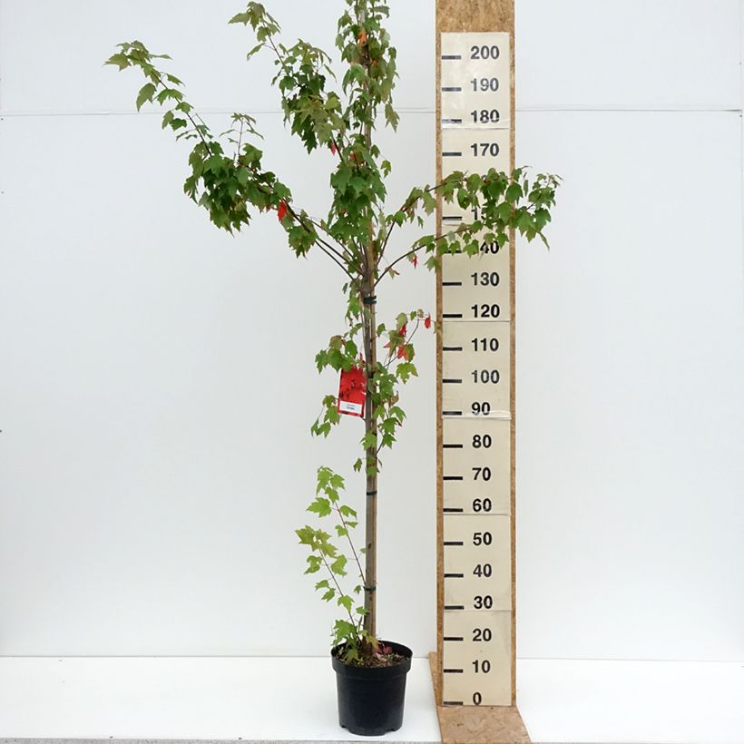 Exemplaar van Acer rubrum Sun Valley - Rode esdoorn Pot van 7,5 l/10 l, Kroonhoogte zoals geleverd in de zomer
